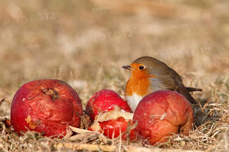 European robin