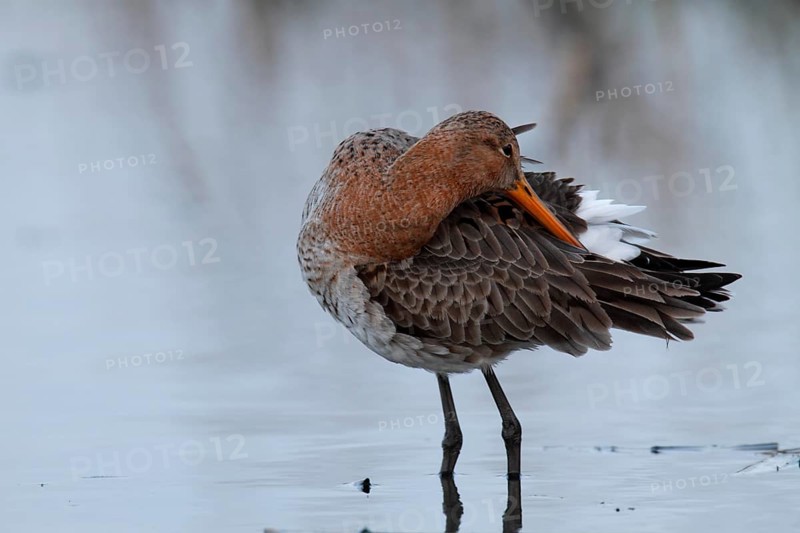 Black-tailed Godwit