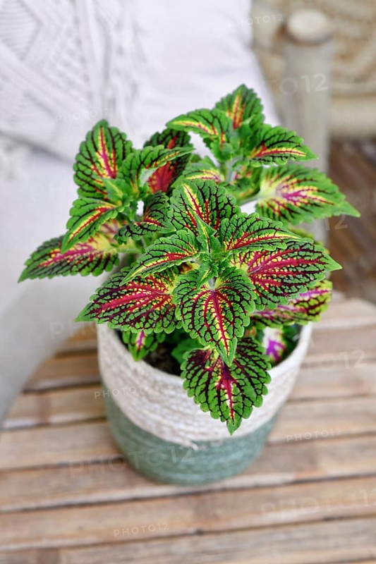 Painted nettle 'Coleus Blumei' plant with dark pink veins in basket flower pot on table