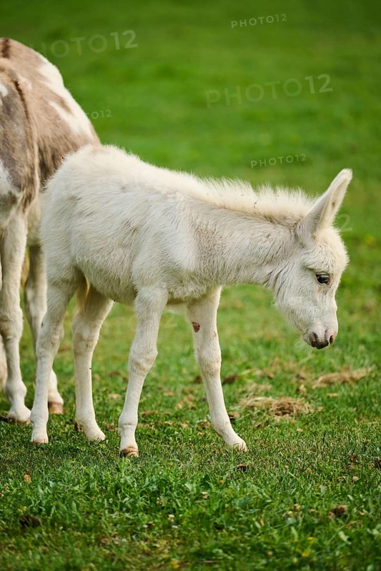 Donkey