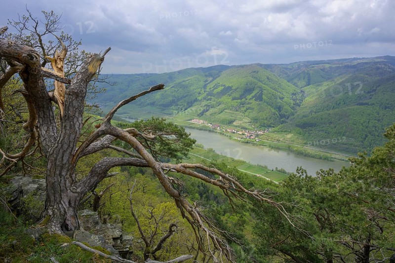Partially storm-damaged pine tree and in the background the village of Schwallenbach on the Danube
