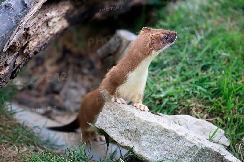 Ermine