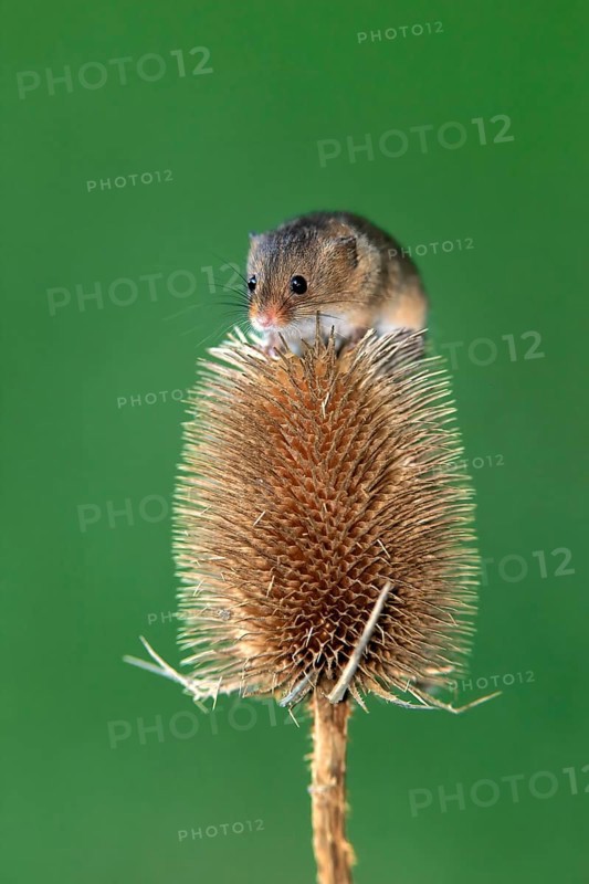 Eurasian harvest mouse