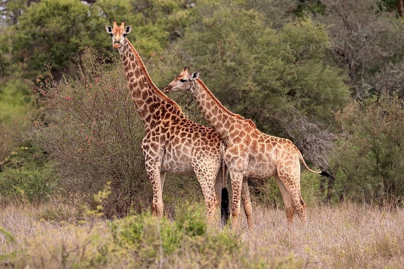Southern giraffe