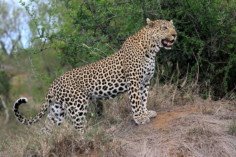 Leopard