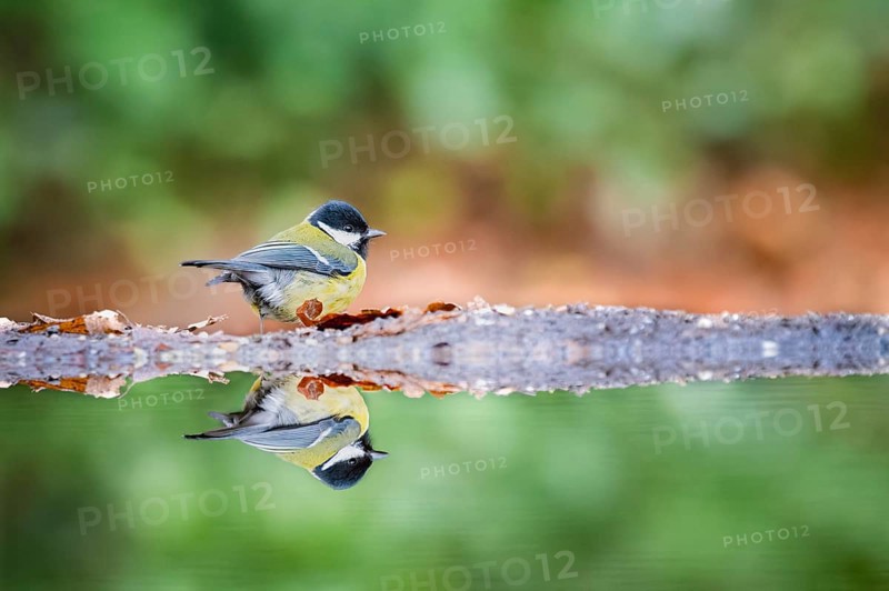 Great tit