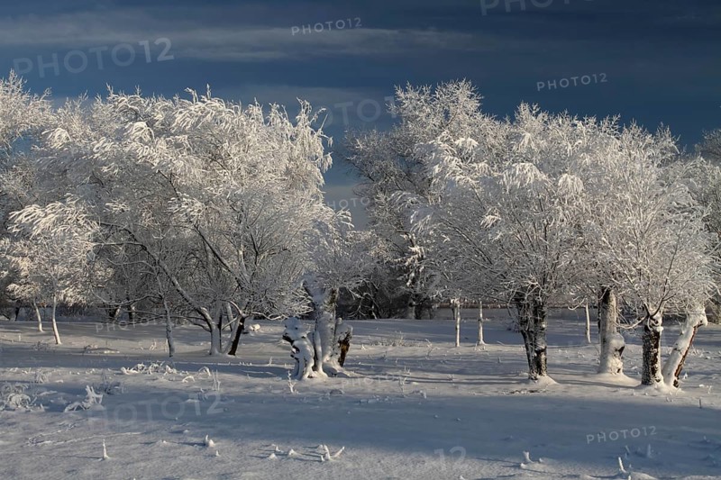 Trees with hoarfrost