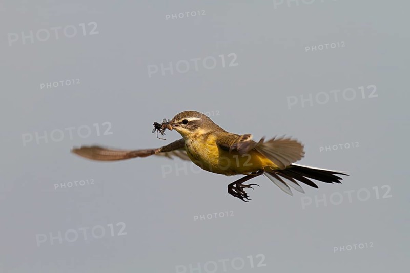 Blue-headed wagtail