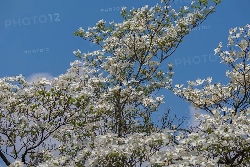 Flowering dogwood