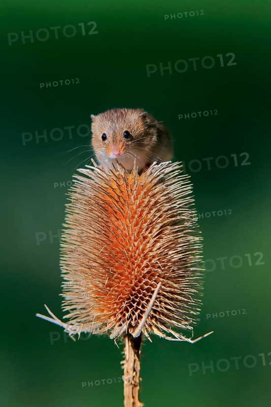 Eurasian harvest mouse