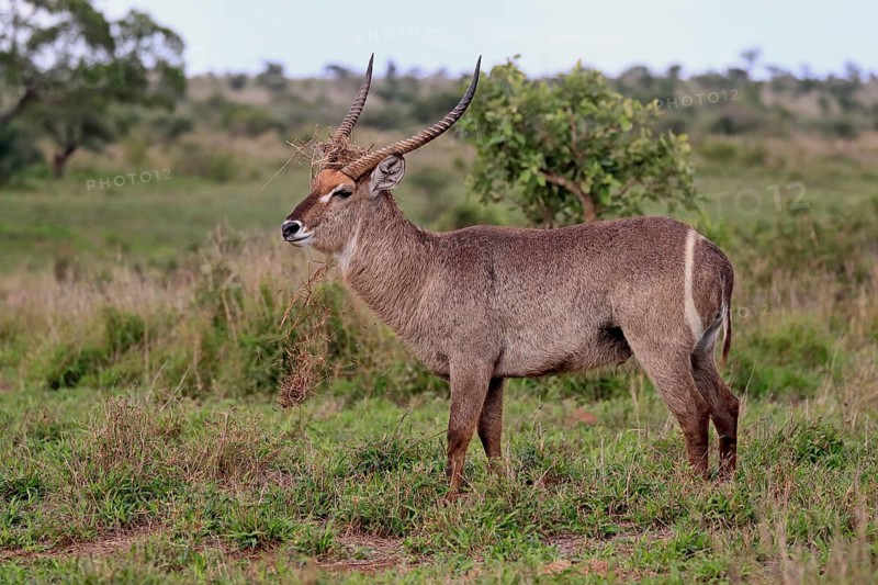 Ellipsen waterbuck
