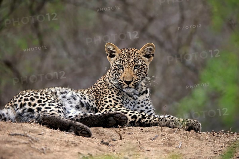 Leopard
