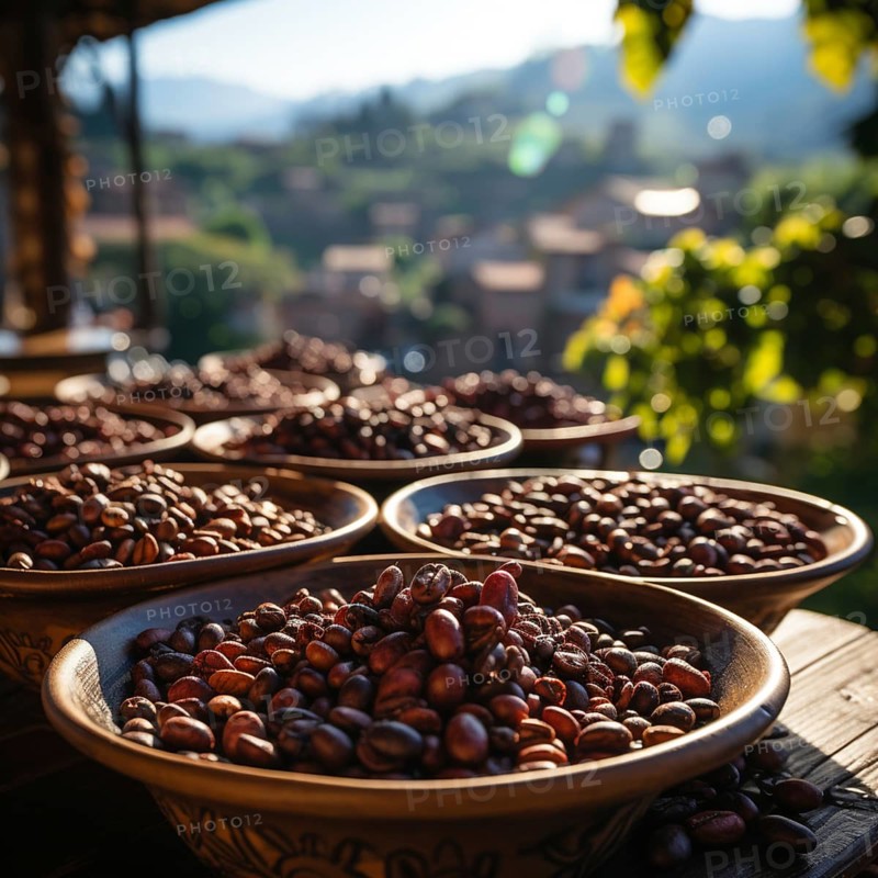 Coffee beans fresh and roasted Coffee beans on a plantation