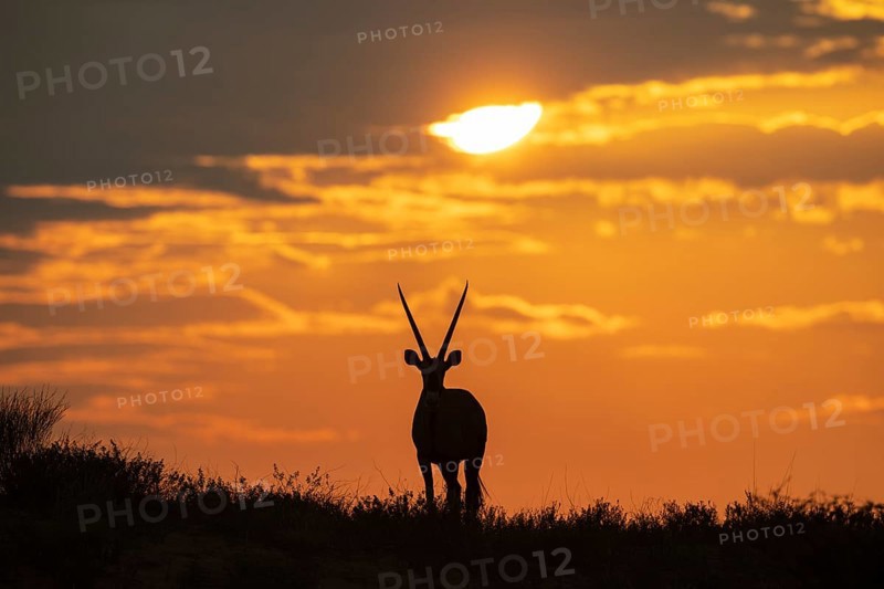 Gemsbok