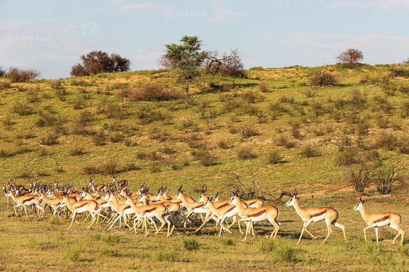 Springbok