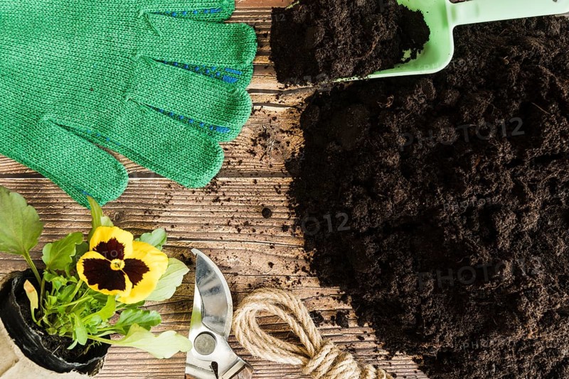 Pansy flower plant pot gardening tools gloves with fertile soil wooden desk