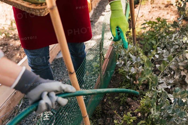 Male gardener guiding her friend water plant with hose