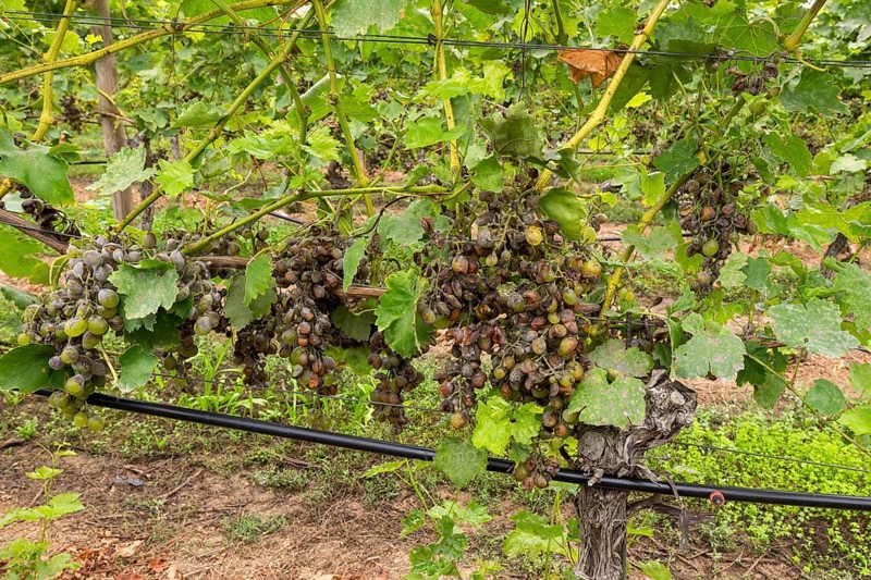 Grape diseases