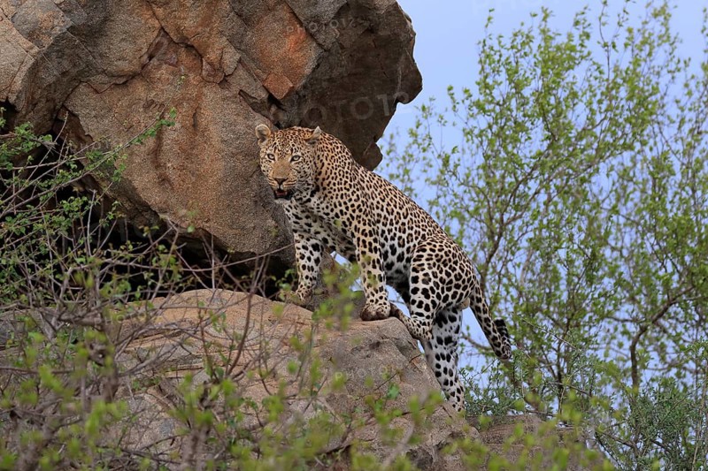 Leopard