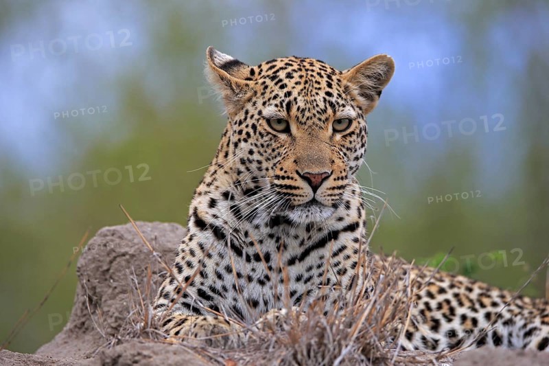 Leopard