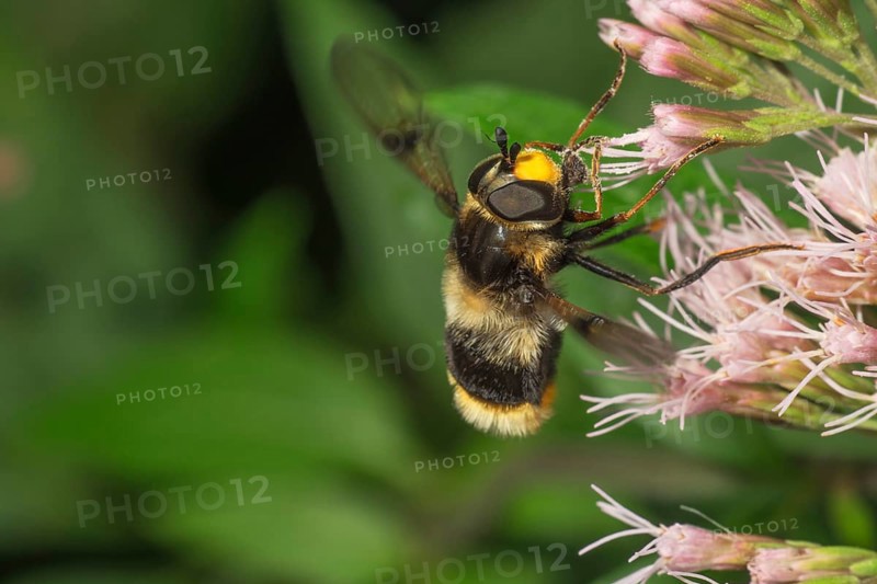 Variegated fur hoverfly