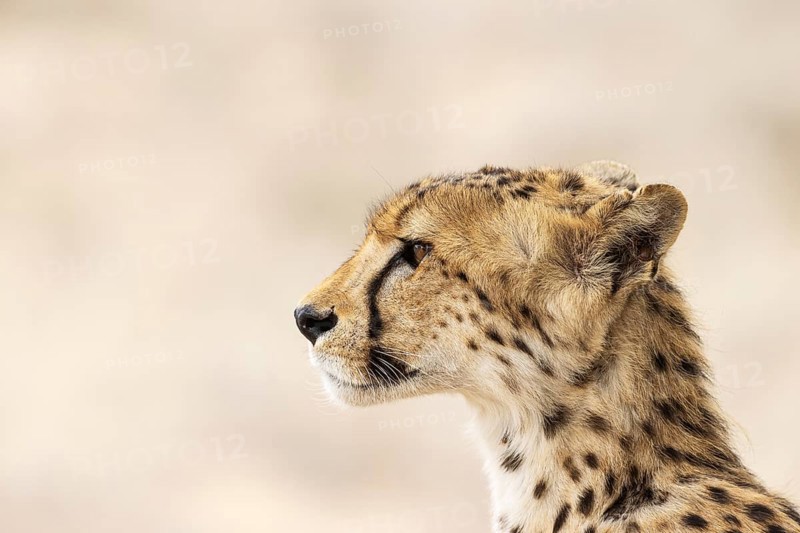 Cheetah