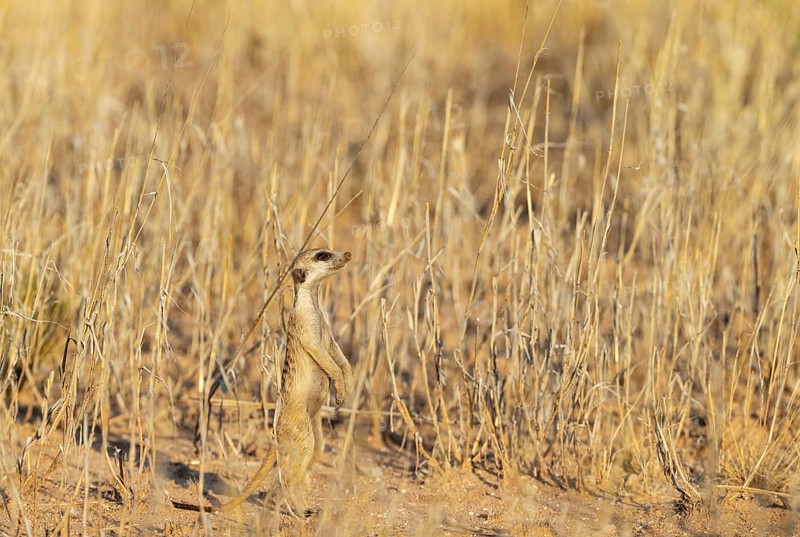 Suricate