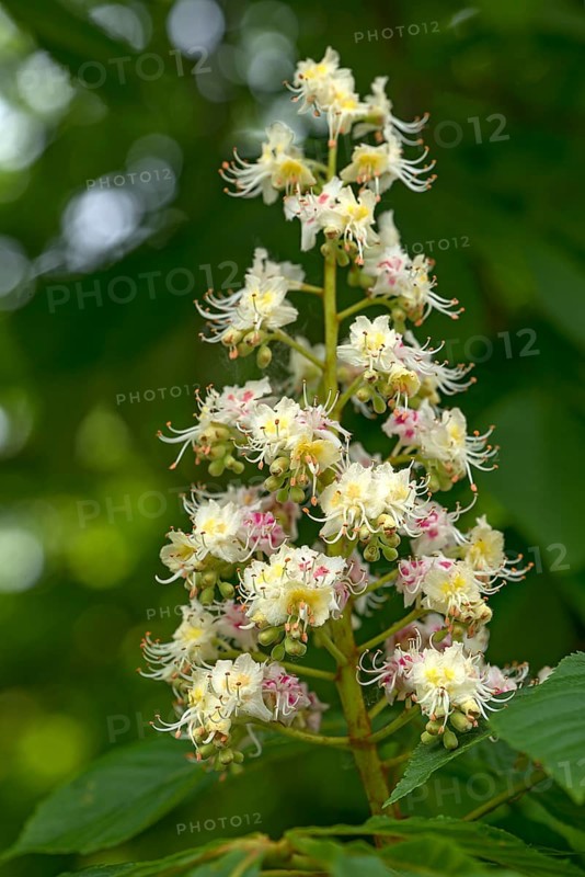 Flower of a common horse chestnut