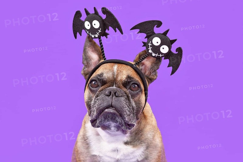 Cute French Bulldog dog wearing funny Halloween headbands with smiling bats on purple studio background