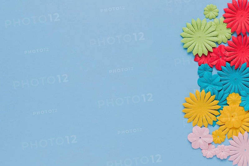 Beautiful colorful flower cutout blue background