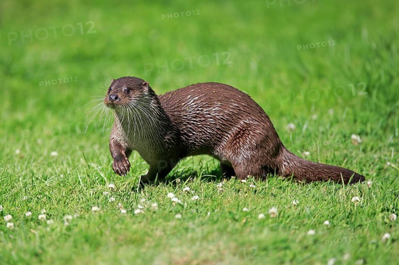 European otter