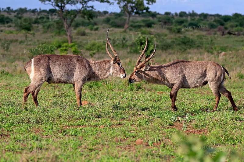 Ellipsen waterbuck