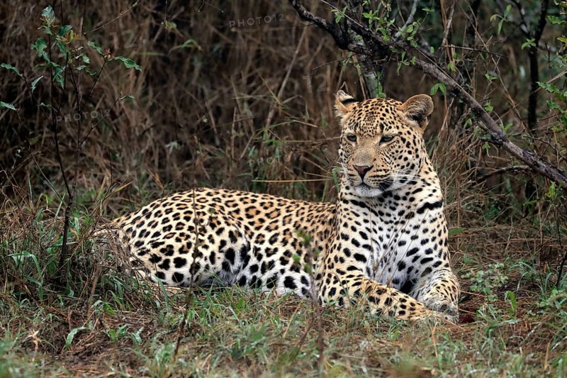 Leopard