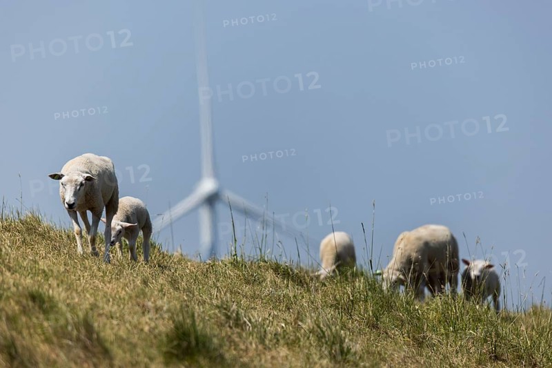A flock of sheep