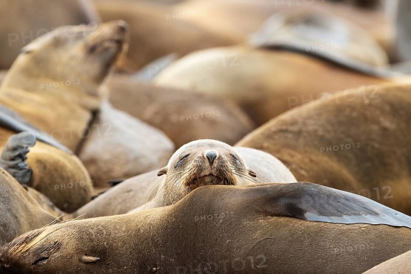 Cape Fur Seal