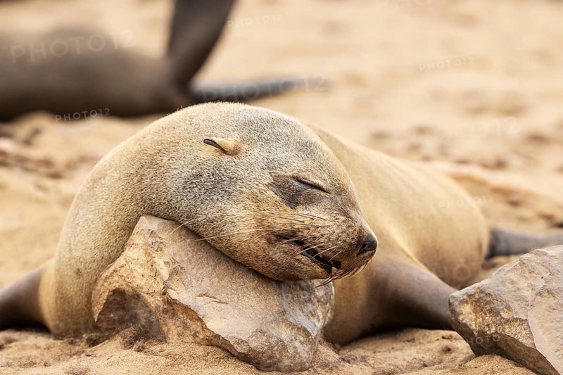 Cape Fur Seal