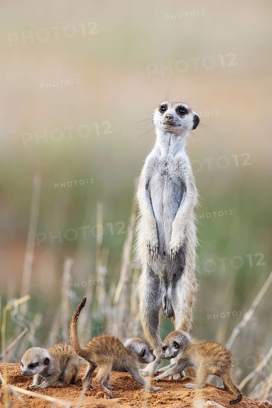 Suricate