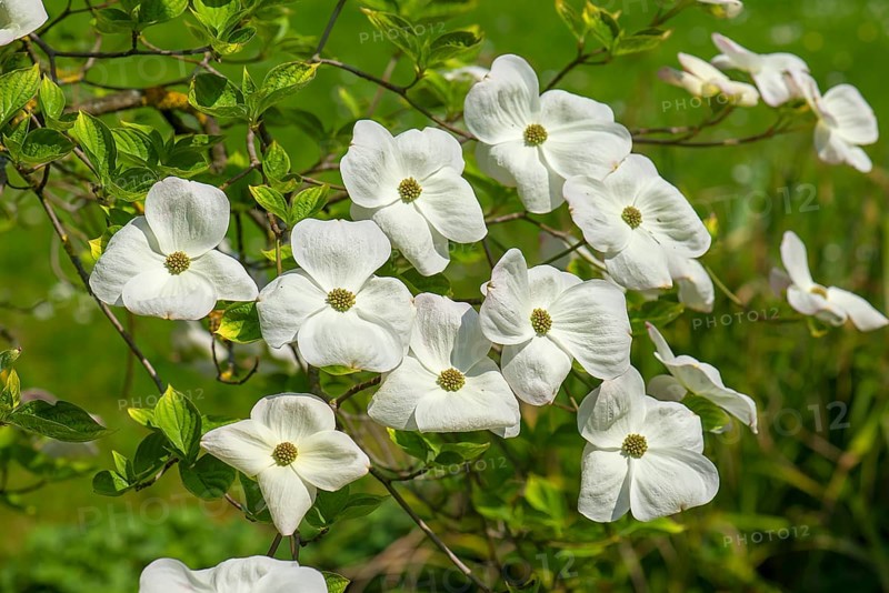 Flowering dogwood