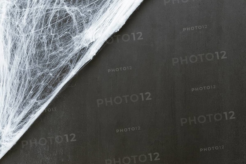 Composition halloween with cobweb