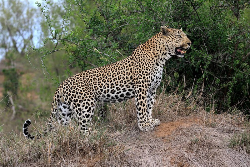Leopard