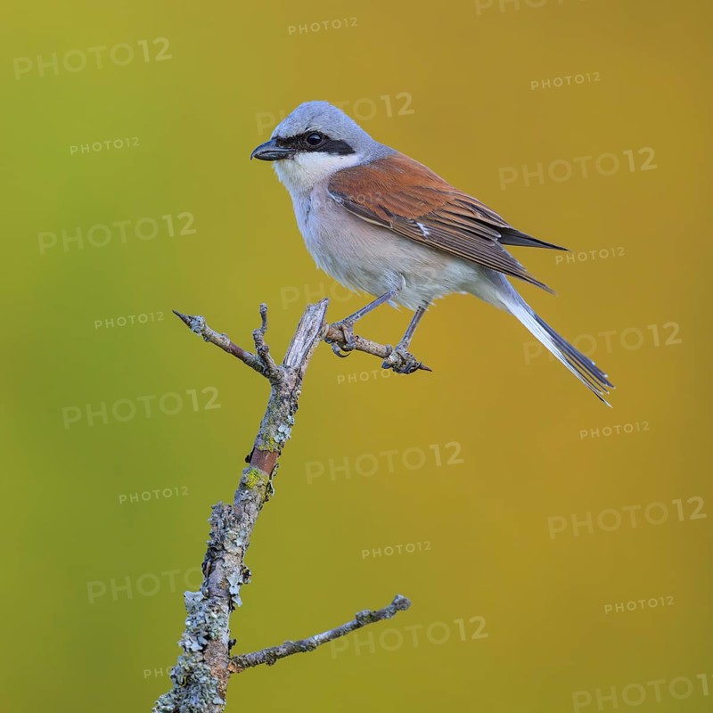 Red-backed Shrike