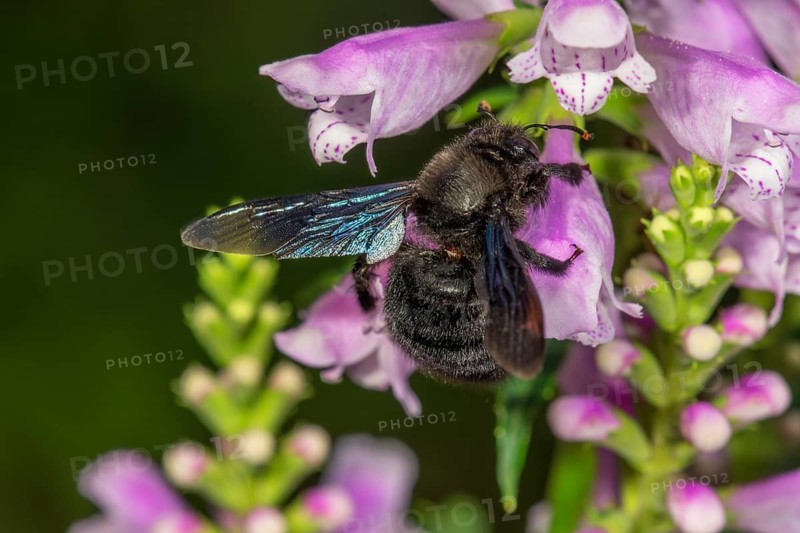Blue wood bee