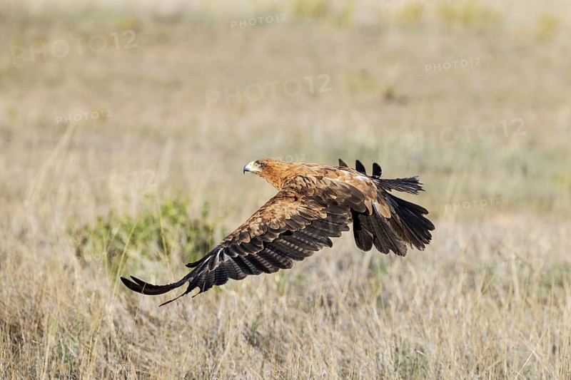 Tawny Eagle