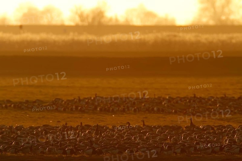 Barnacle Goose