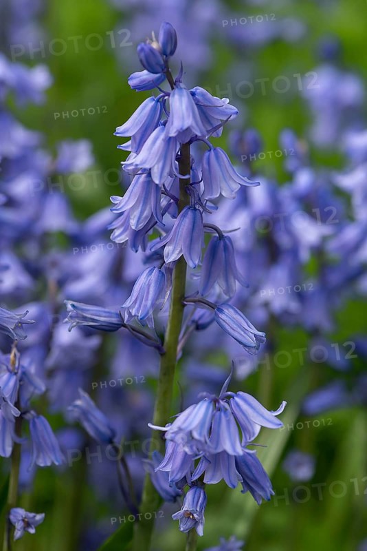 Bluebell
