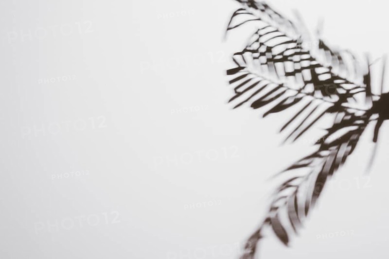 Palm leaves shadows isolated white backdrop