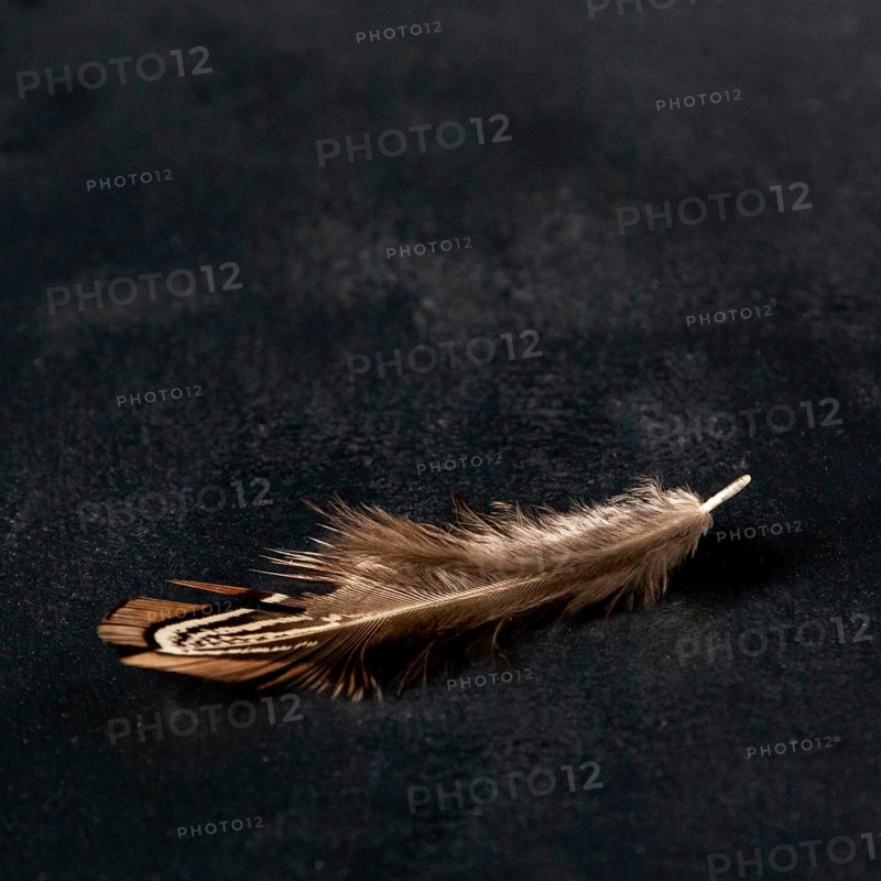 High angle quail feather