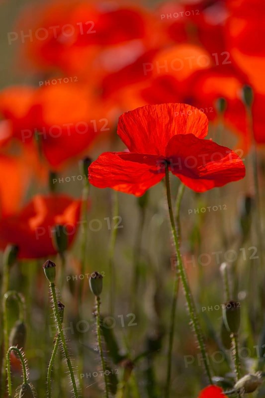Poppy flowers