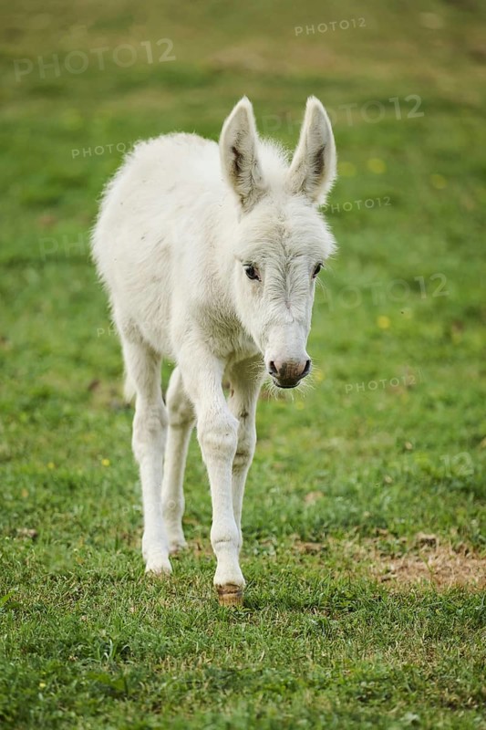 Donkey