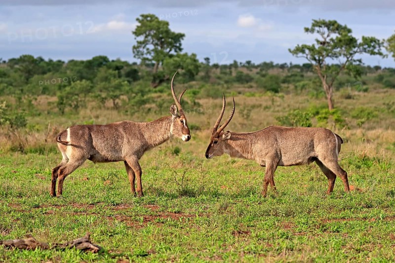Ellipsen waterbuck